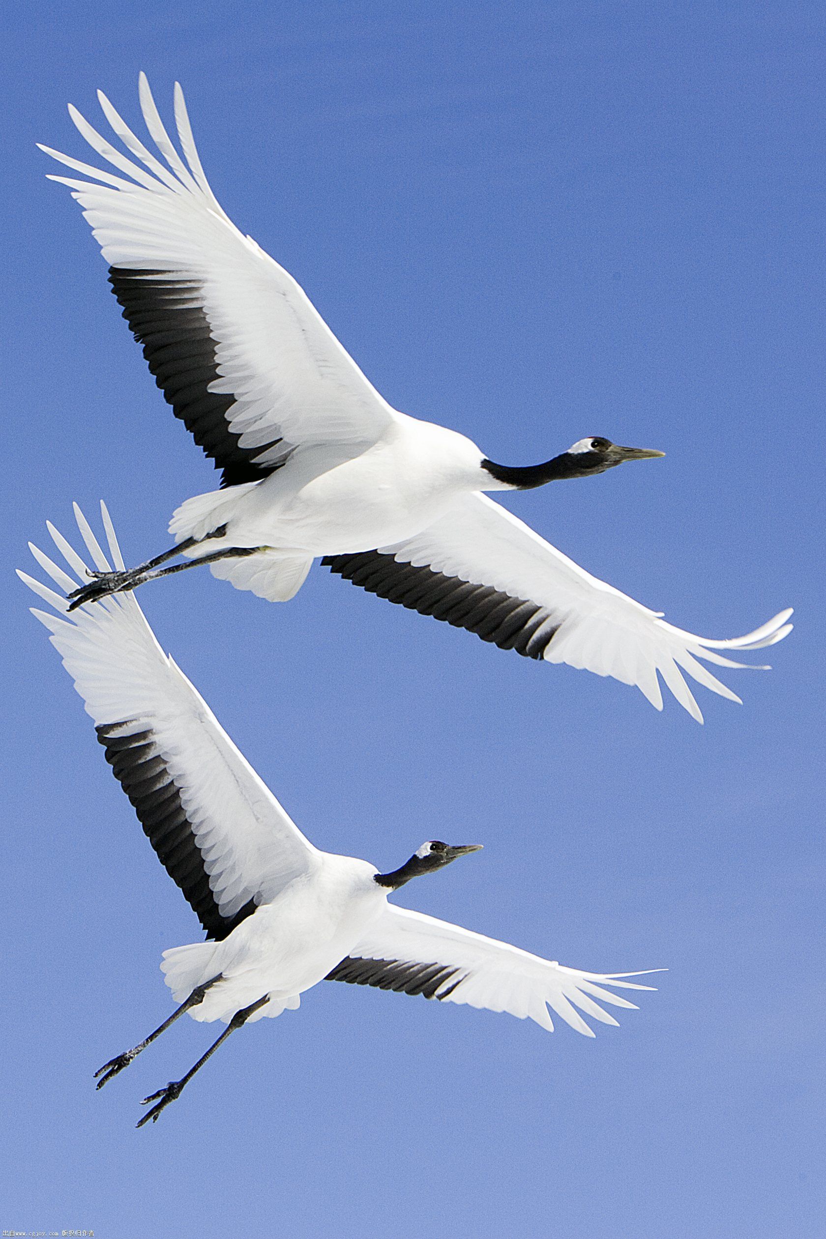 Red-crowned crane 2015 G.jpg