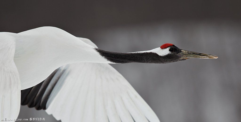 red-crowned-crane-flight-head-and-neck-portrait-_90z1179-akan-crane-center-hokka.jpg