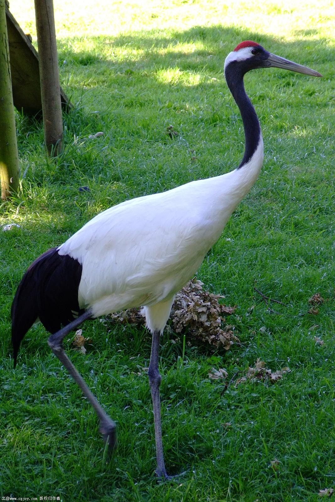 Red-crowned crane 2015 B.jpg