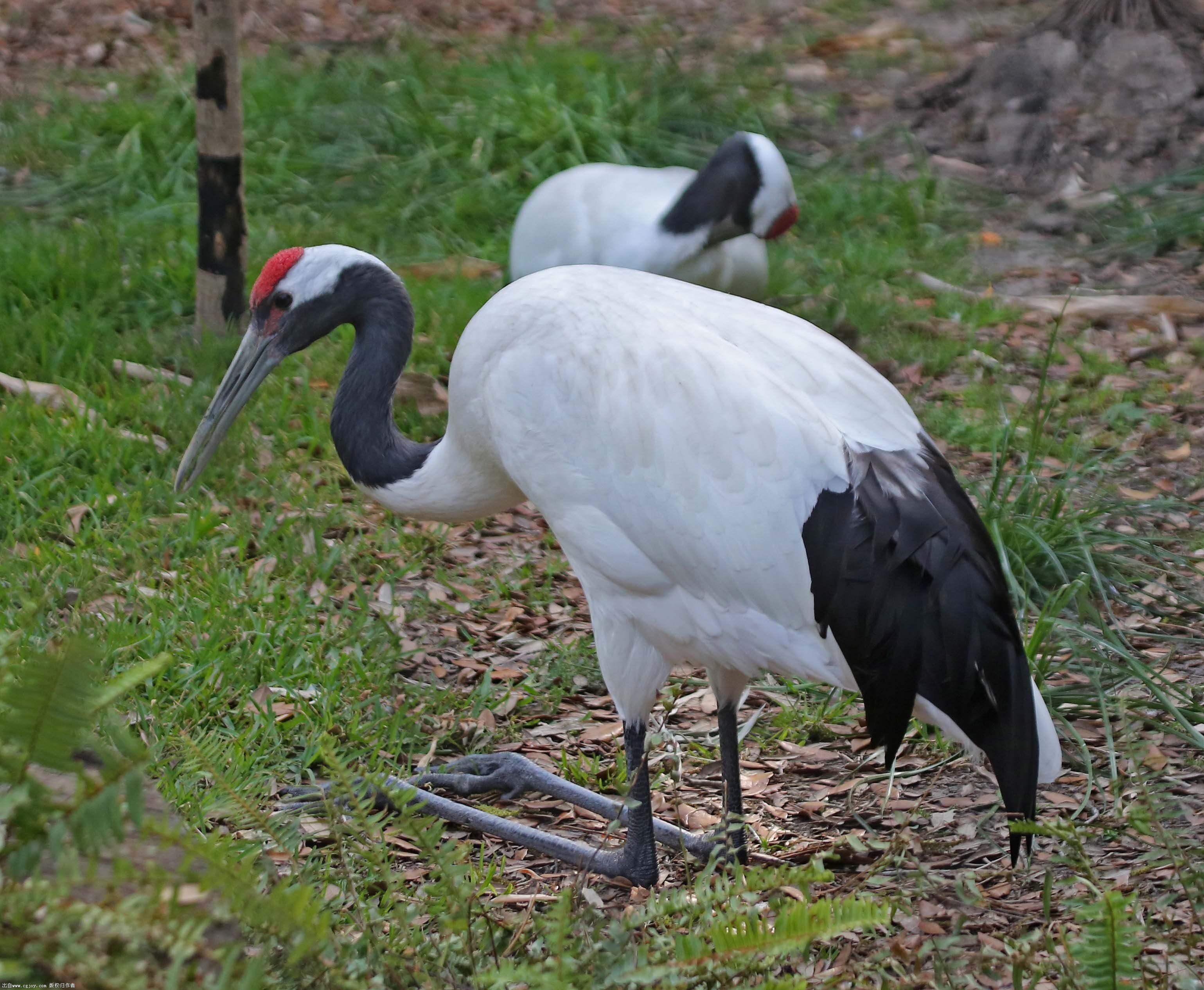 Red-crowned crane 2015 C.jpg