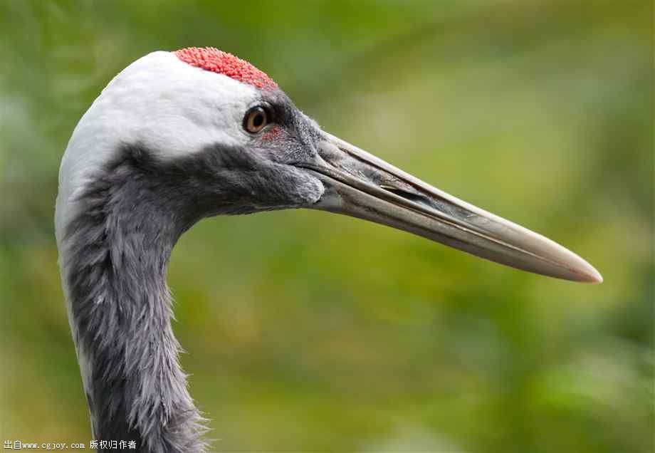 red-crowned-crane-closeup.jpg