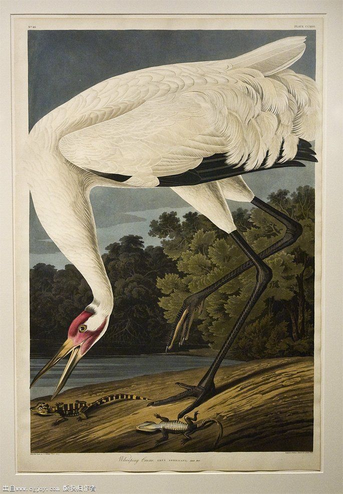 whooping crane.jpg