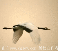 crane.gif