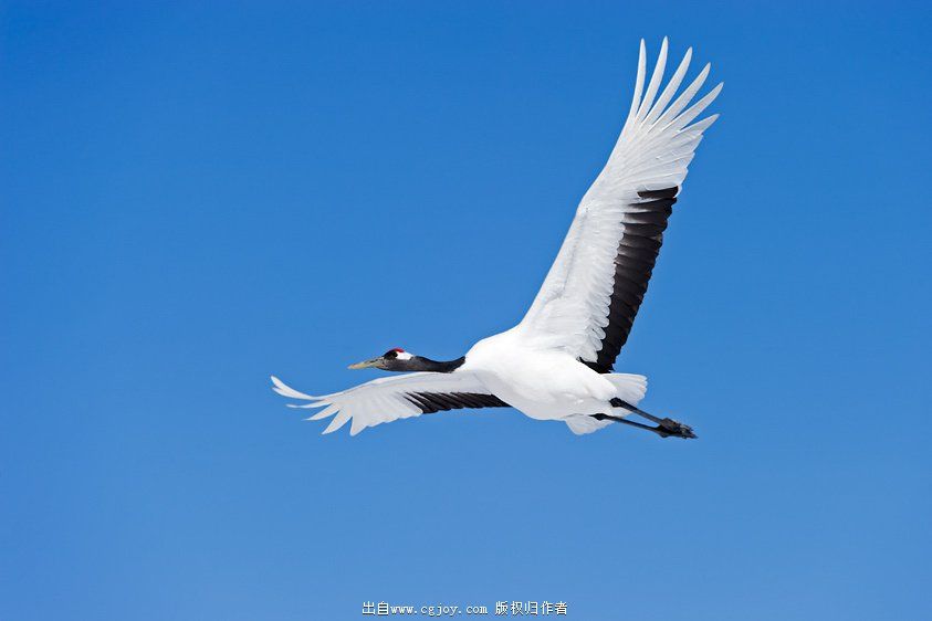 Grus japonensis b.jpg