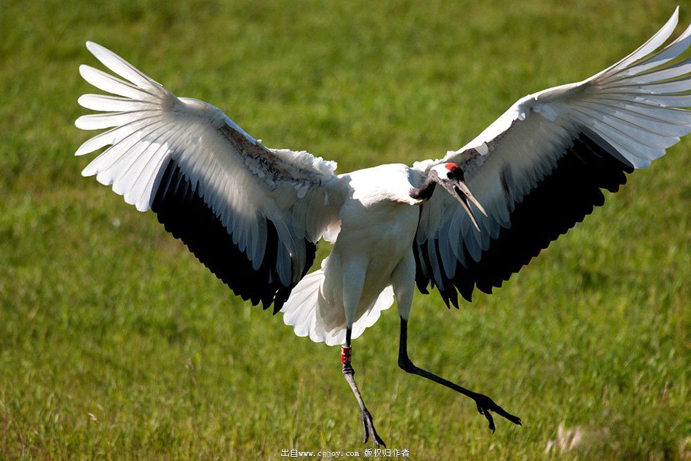 ������ G.jpg