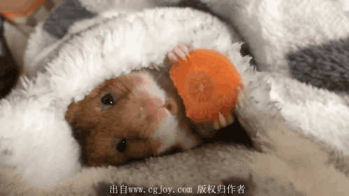 QQͼƬ20151207165311.gif