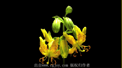 3.gif