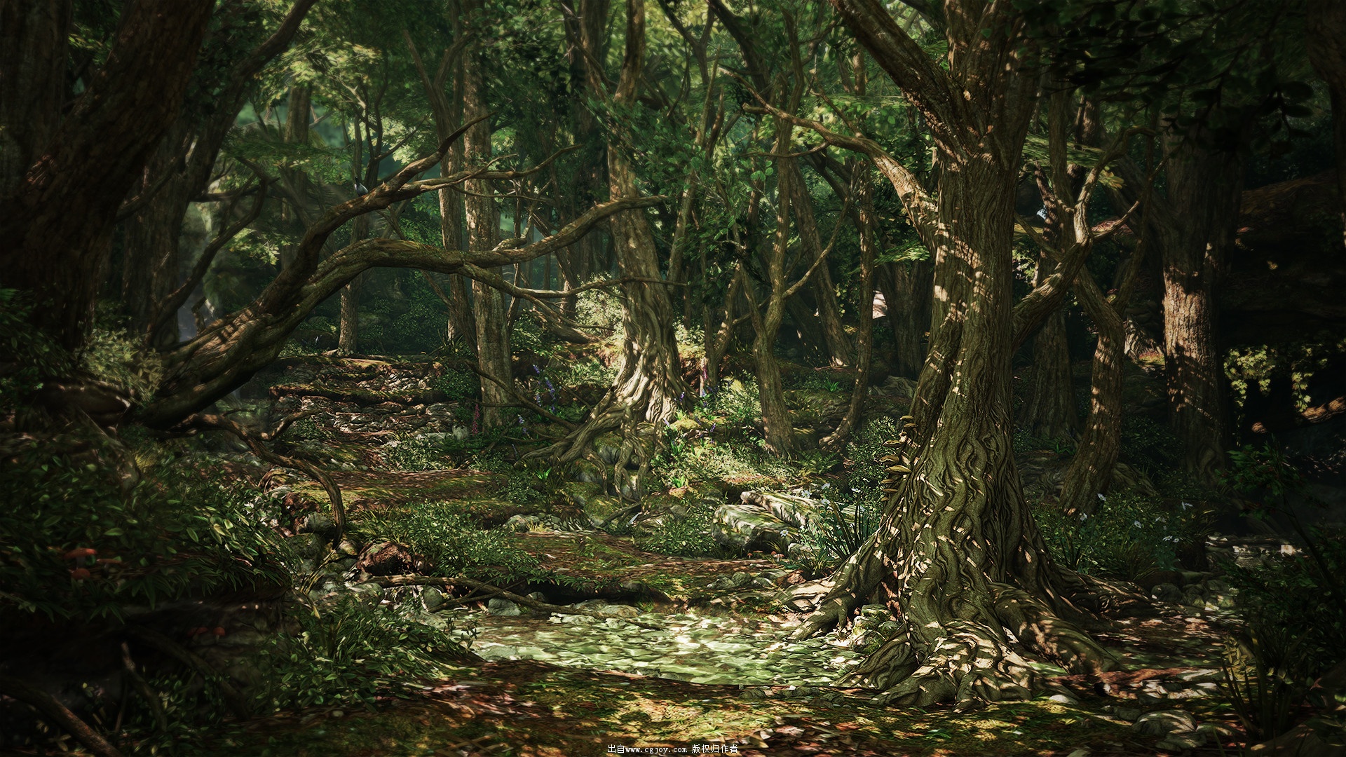 adam-littledale-forest.jpg