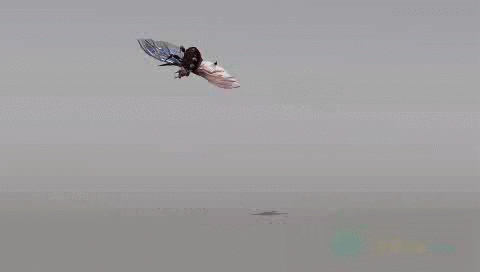 08.gif