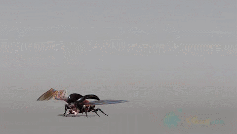 09.gif