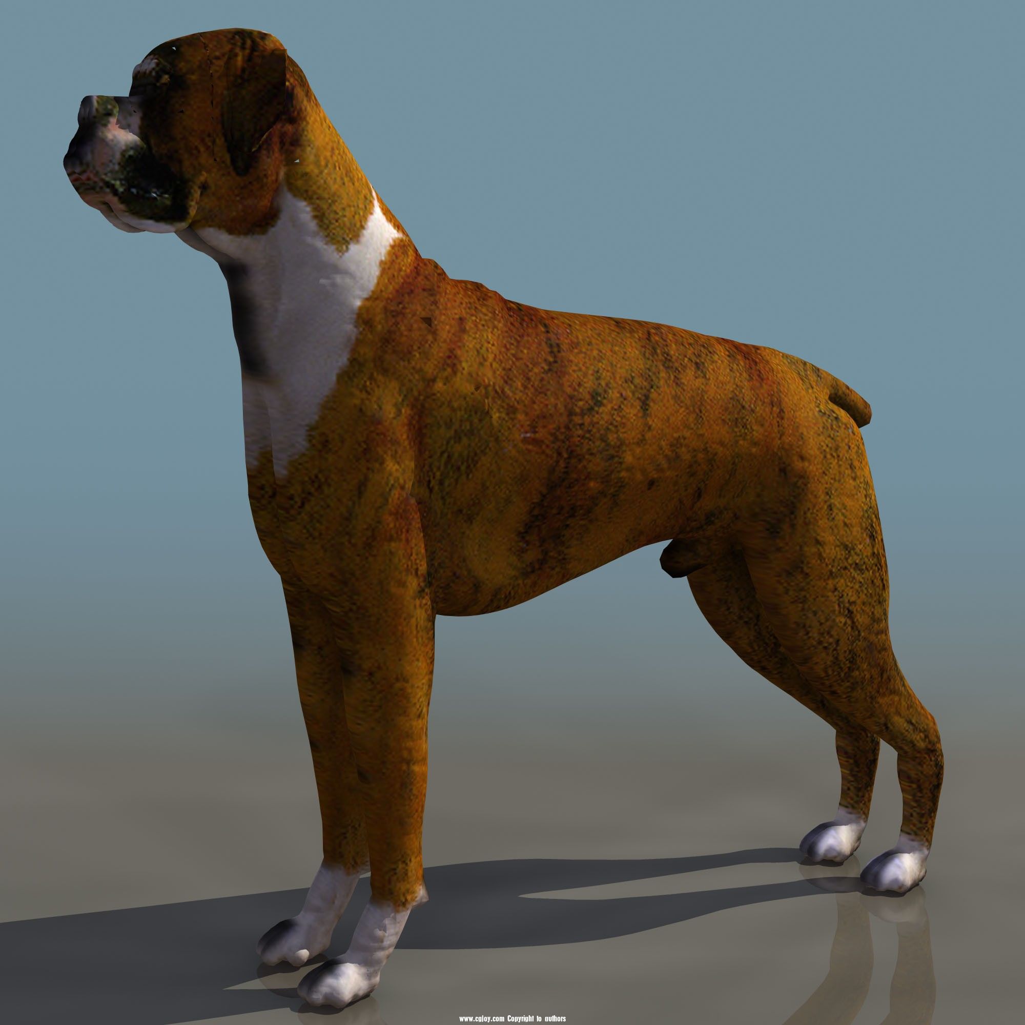 BOXER_01.jpg