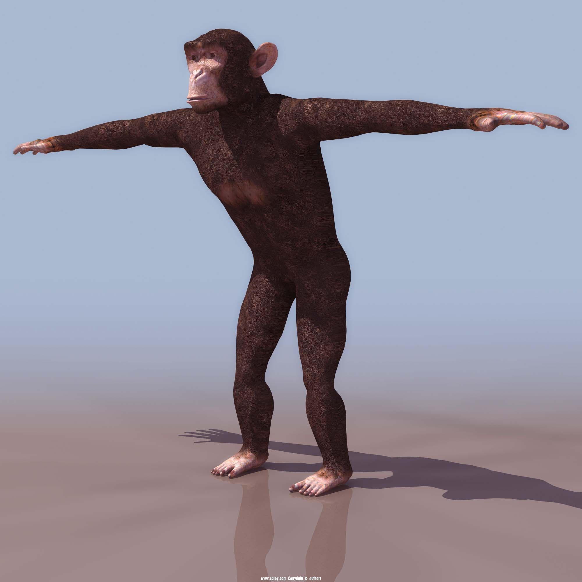 CHIMP_01.jpg