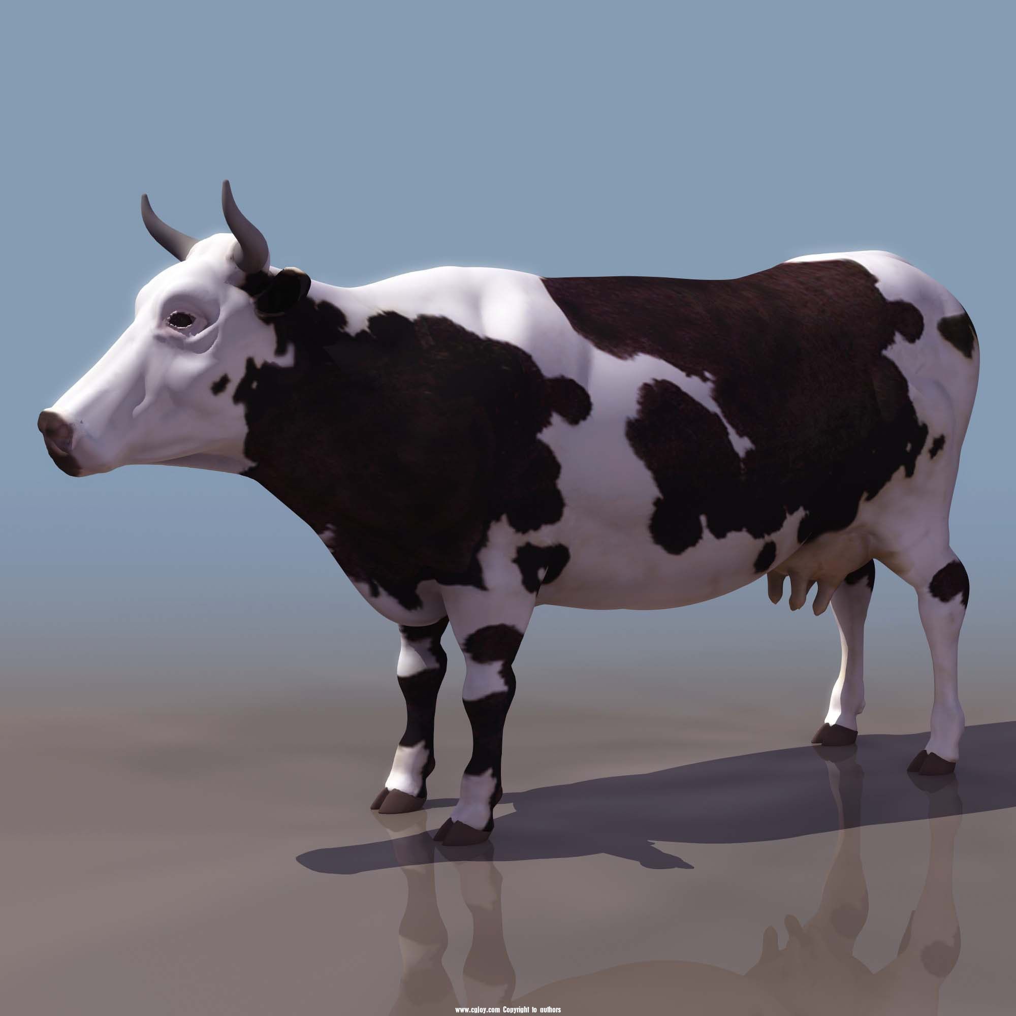 COW_01.jpg