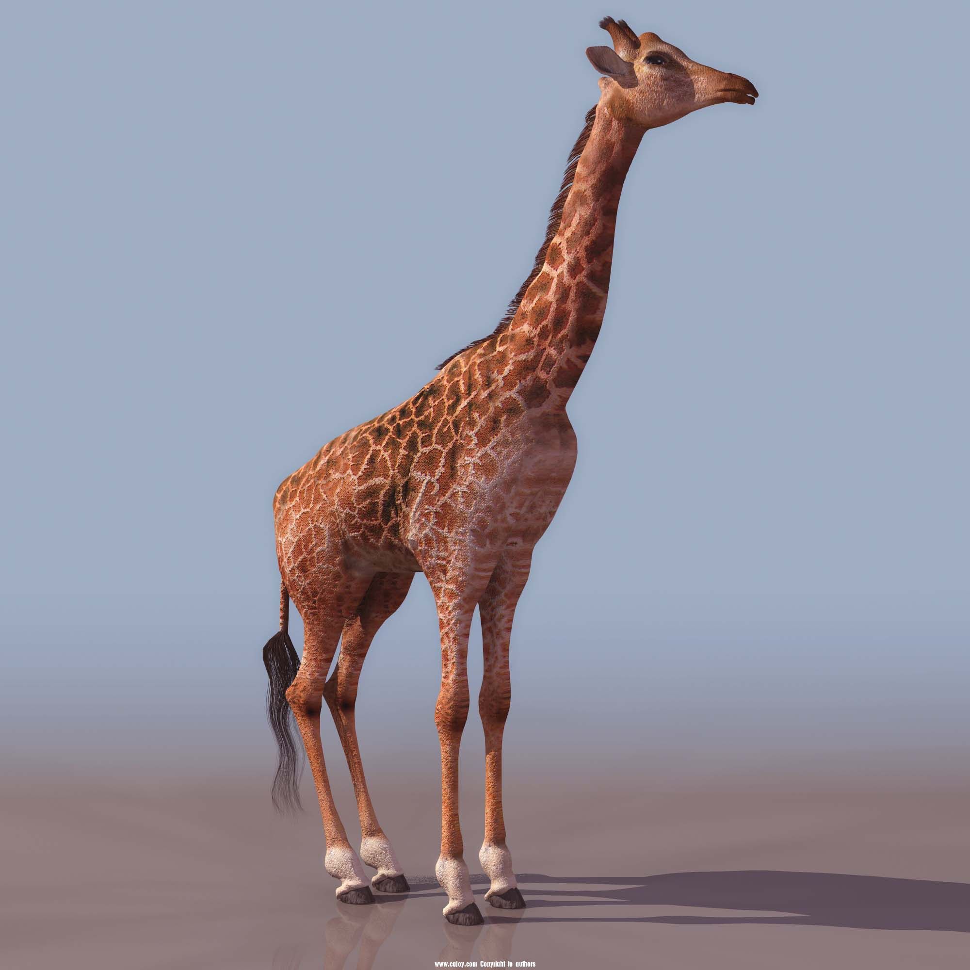 GIRAFF01.jpg