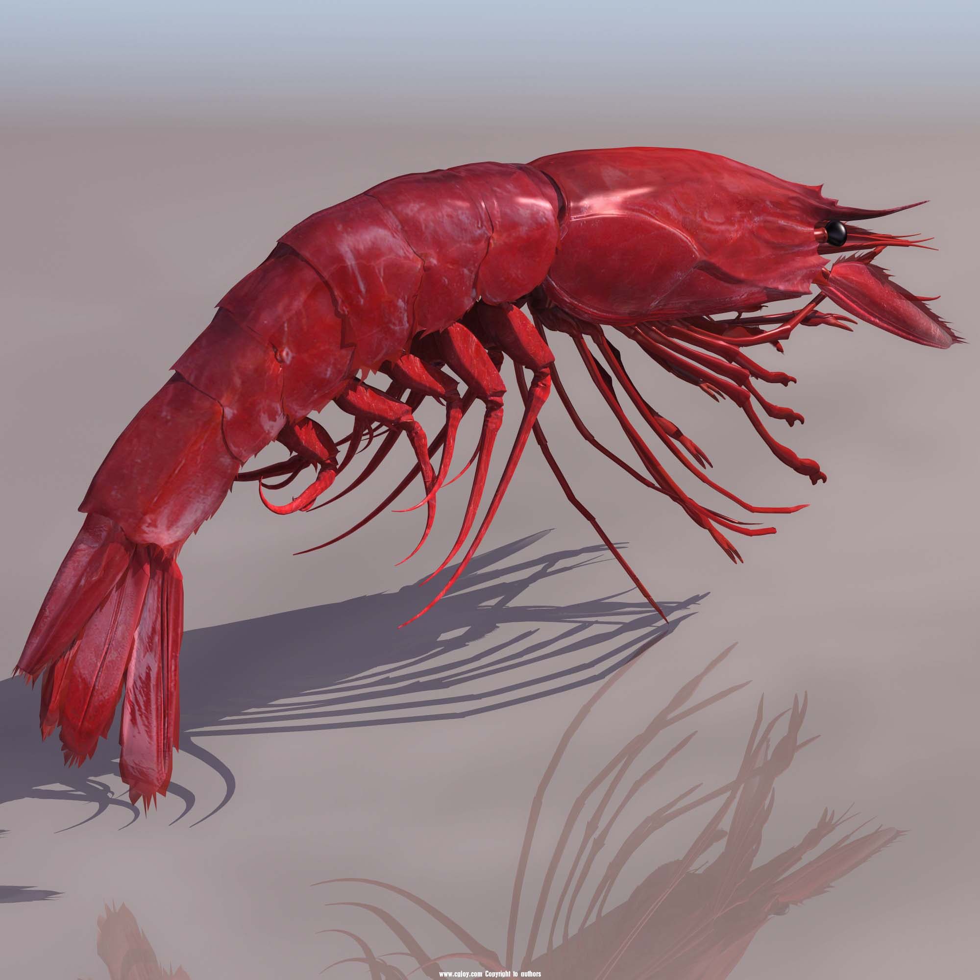 LPRAWN01.jpg