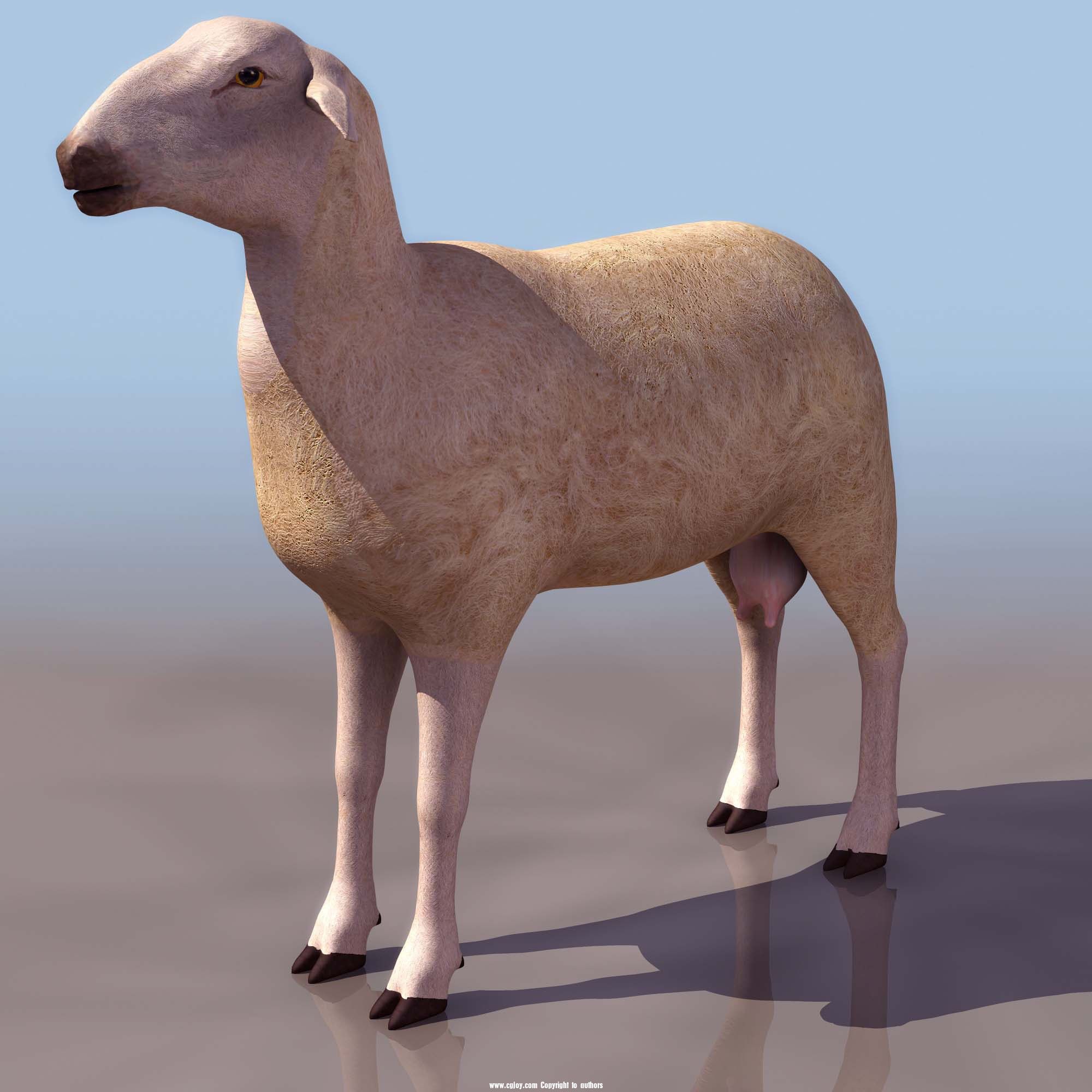 SHEEP01.jpg