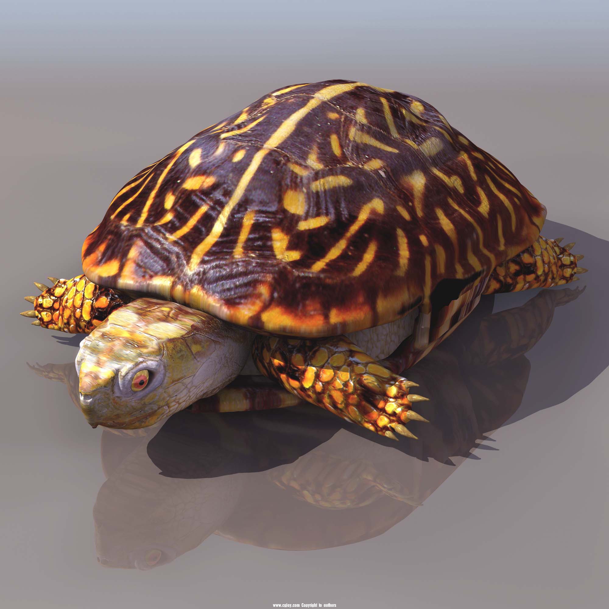 Мод черепаха. Красноухая черепаха для 3д. Три черепахи. Tortoise модель. 3д модели черепах.