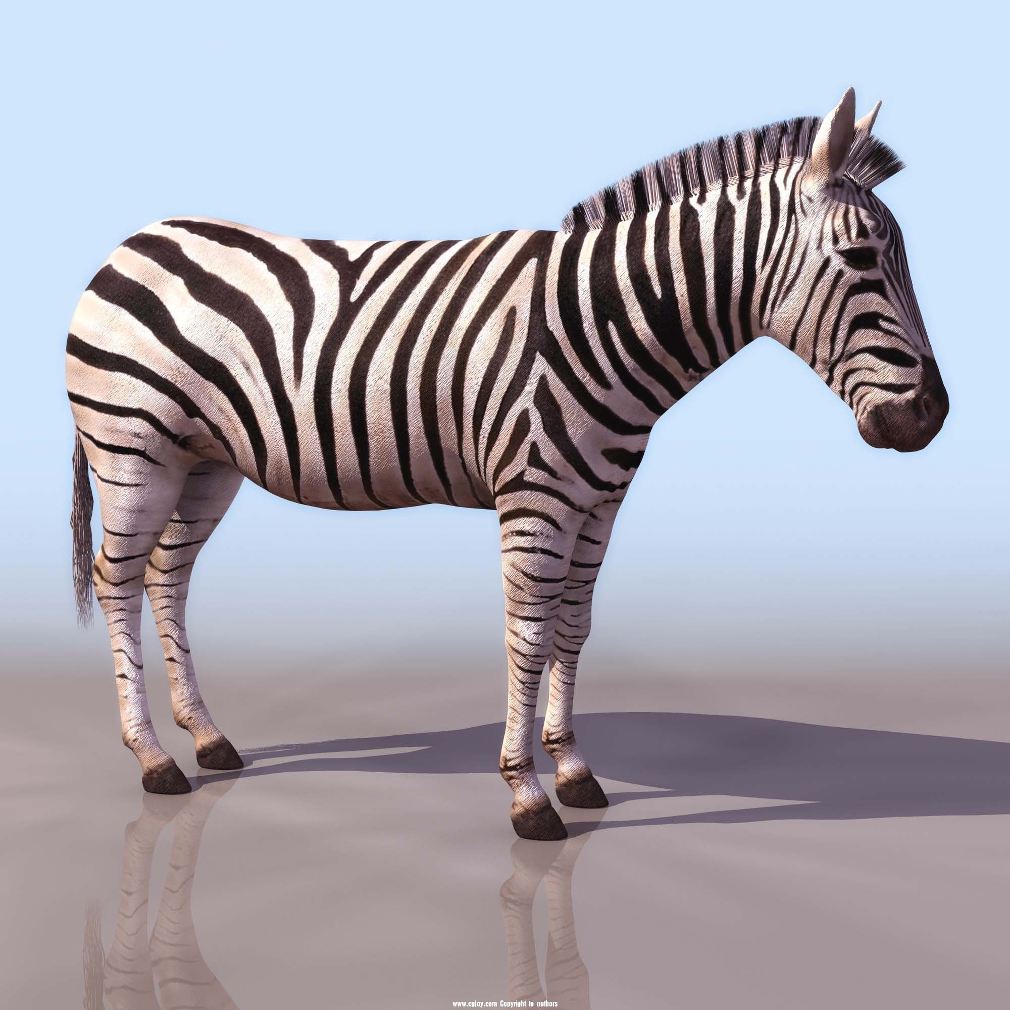 ZEBRA_01.jpg