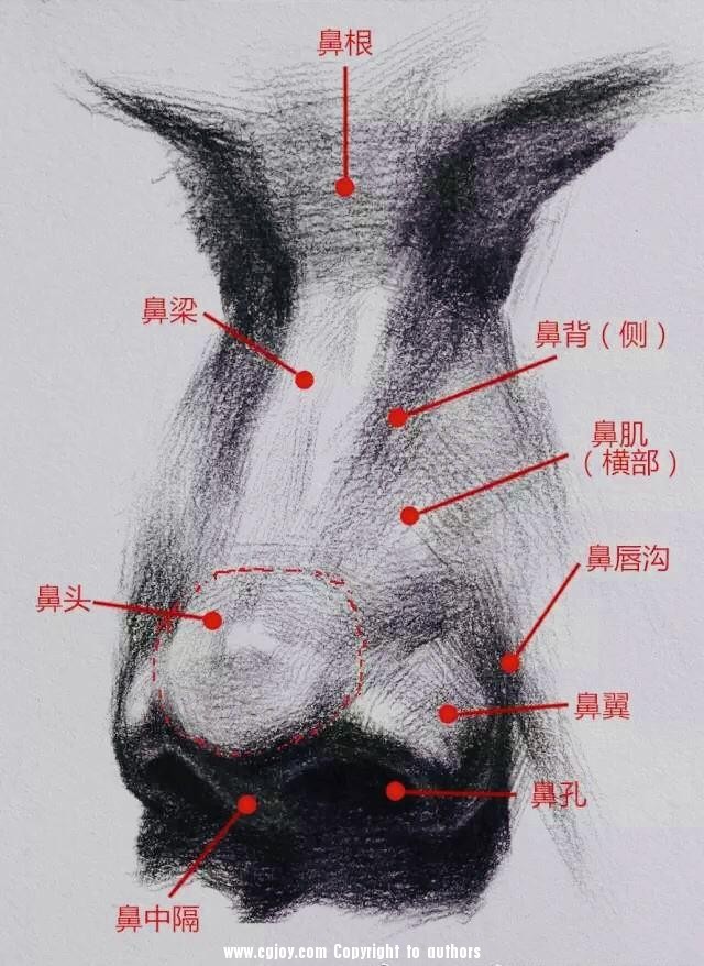 如何才能画鼻子结构?