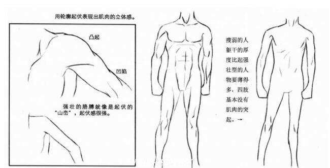 精品怎麼畫動漫人體肌肉結構超實用的人體結構繪畫教程