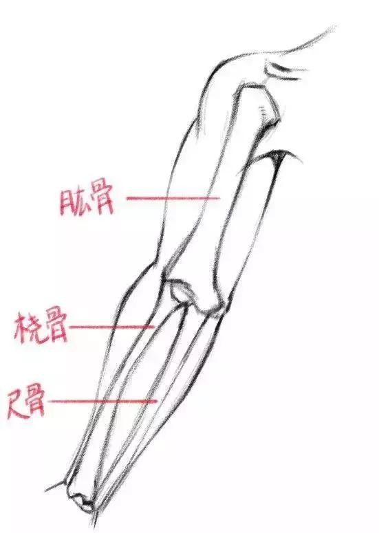 手臂的骨骼结构