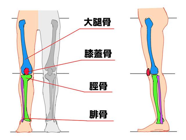 分解腿部结构一招学会腿部的绘画技巧