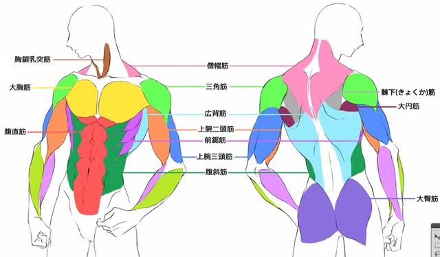 人体肌肉群分布及名称图片
