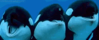 IMG_0364.GIF