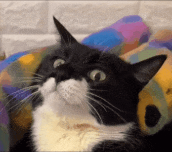 IMG_0578.GIF