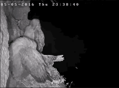 IMG_0529.GIF