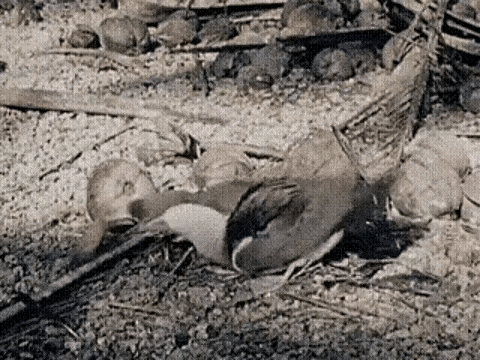 IMG_0531.GIF