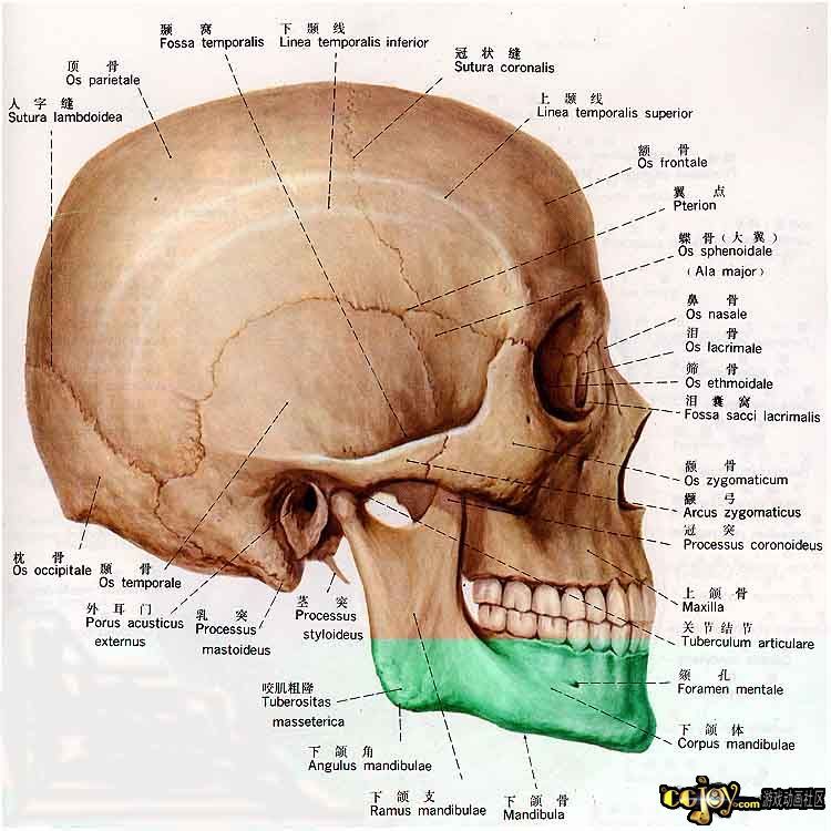 骷髅结构图名称图片