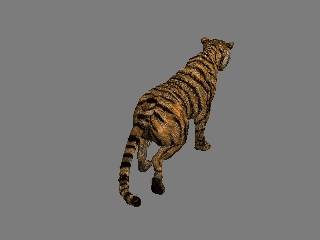 tiger walk 3.gif