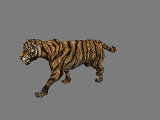 tiger walk 2.gif