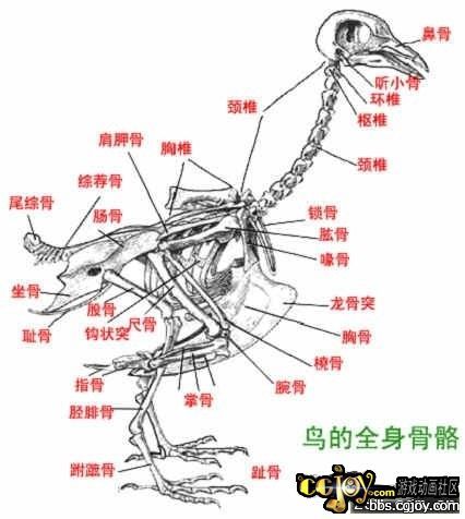 鸟类的骨骼收集!