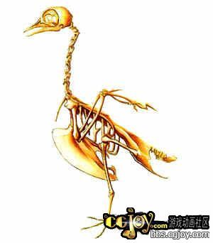 鸟类的骨骼收集!