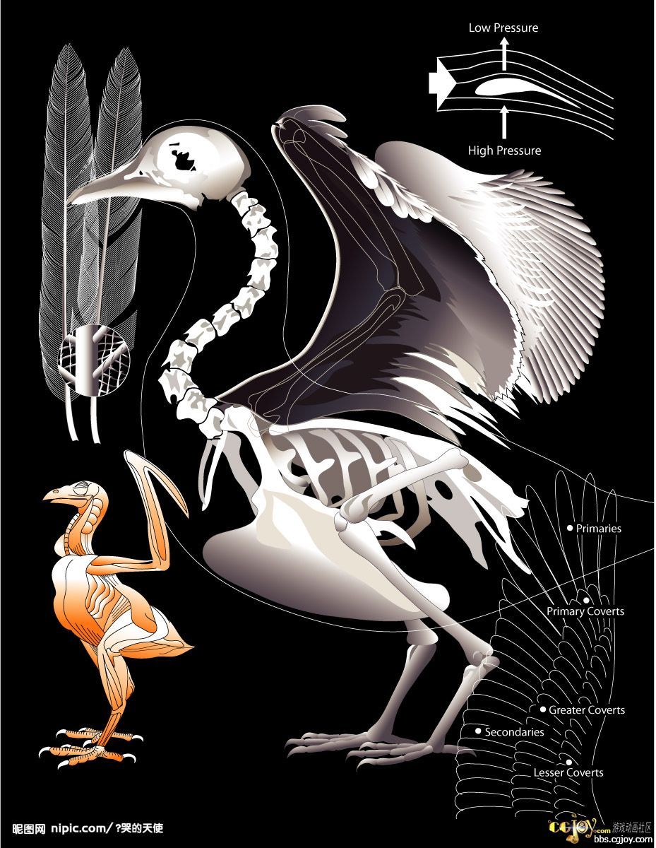 鸟类的骨骼收集!