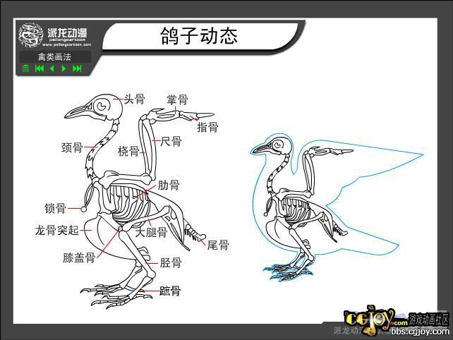 鸟类的骨骼收集!