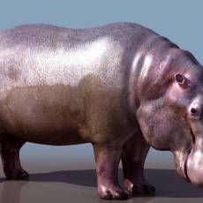 hippopotamus  ģ