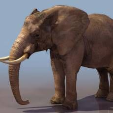 ELEPHANT ģ