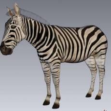 zebra