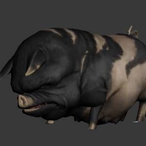 ֮Bigpigȫ