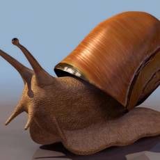 ţsnail