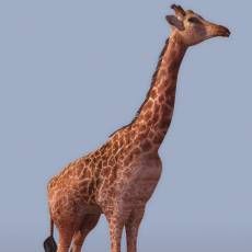 GIRAFFE ¹