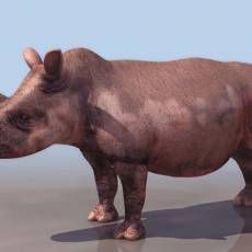 Ϭţrhinoceros