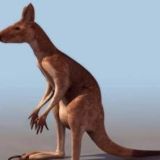 kangaroo