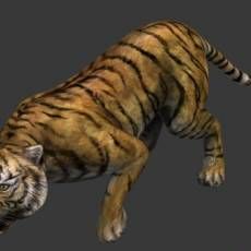 Ϸģ ͵ϻ Tiger